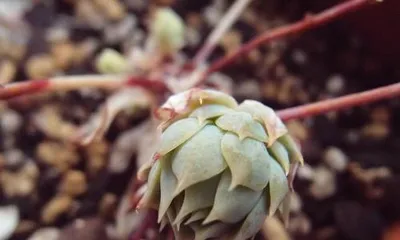 Methods and Handling for Succulent Buds Exploding (Practical Tips to Improve Succulent Propagation Success Rate)