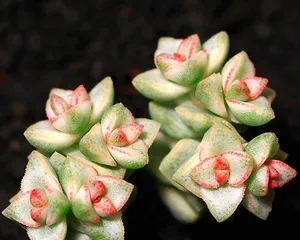 Cultivation Methods for Colorful Chalk Cacti in Pots (Creating a Vibrant Plant World, Growing Your Own Colorful World)