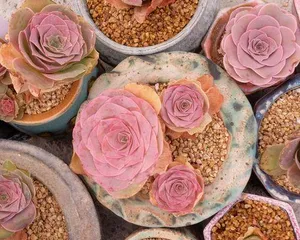 Cultivation Techniques for Echeveria 'Mountain Rose' (Nurture with Care, Let It Bloom in Your Home)