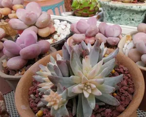 Shallow or deep pots, which is更适合 for succulent chrysanthemums?