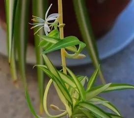 Ivy Lily Flowering Season Introduction (Analysis of Ivy Lily Flowering Time and Season)