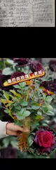 Tips and Methods for Growing Roses in Pots (Creating a Garden Style for Potted Roses)