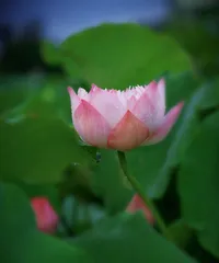 Plants that Represent Integrity (Exploring the Principles of Cleanliness in Nature)