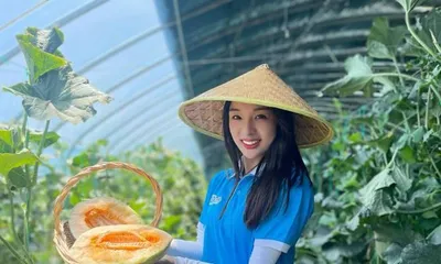 The ripening and market time of cantaloupe (understand the growth cycle and harvest season of cantaloupe, enjoy the sweet summer days)