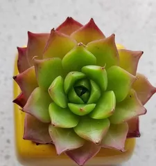 A floral art theme of "how to insert a root for meat meat" (exploring natural beauty, creating unique floral works with succulent roots)