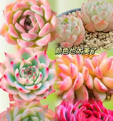 A Guide to Pest Prevention for Succulents (How to Prevent Pest Infestations in Succulents)