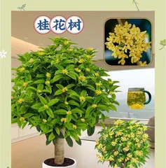 How to Solve the Problem of Falling Leaves in Osmanthus盆栽 (What to Do? Analysis of Causes and Countermeasures)