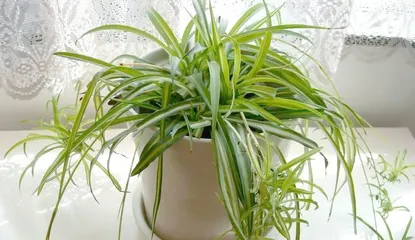 The Cultivation Path of Pothos Basket Flowers (Creating Beautiful and Healthy Pothos Basket Flowers)