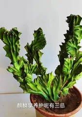 The Secret to Growing Qilin Palm (Create a Lush Qilin Palm Garden and Become a Planting Expert)