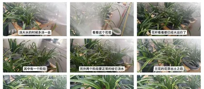 The Art of Watering Orchid Flower Buds (The Importance of Watering Time, Water Quality, and Watering Amount)
