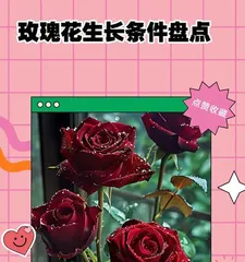 The growth process of a rose (from seedling to blooming, witnessing the birth of beauty)