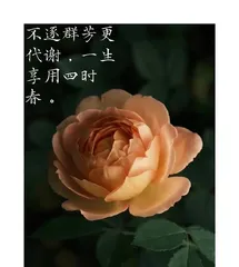 Prevention and Control Methods for Black Spot Disease of Roses in Winter (Finding the root cause of winter rose black spot disease and treating it scientifically and effectively)