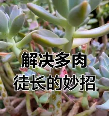 How to Deal with Leggy Succulents in Volume 12 (Practical Tips to Help Improve Leggy Succulent Situations)