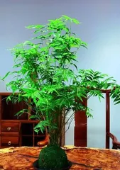How to grow Hydroponic Lucky Bamboo more vigorously? (Secrets to creating lush green and healthy plants revealed!)