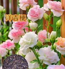 How to Choose the Best Time to Plant Roses (Understand the Growth Cycle of Rose Seeds to Ensure Your Garden is Full of Life)