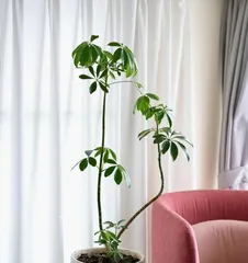 How to grow Heuchera? (Understand the key points to create a Heuchera paradise)