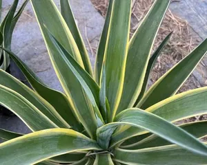 Agave Tree Ice Cultivation Techniques (Create a Home Mini Ice Cream Factory, Master the Secrets of Agave Tree Ice Cultivation)