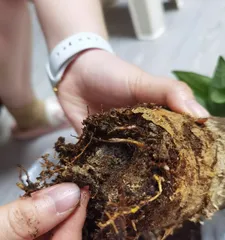 The entire发财树 root system has rotted. How to save it? (Key care tips and recovery methods for the fortune tree, protect your wealth)