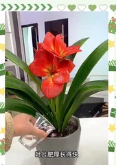 How to make Clivia miniata leaves green and lush?