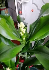 (As if by magic, exploring the beauty and mystery of flowers that bloom at will)