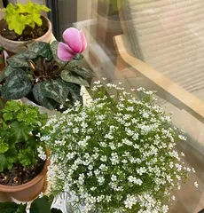 How to fertilize newly planted star seeds (seed fertilization techniques and precautions)