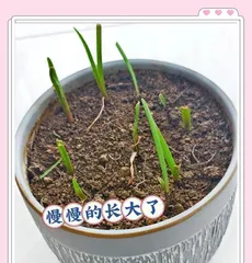 Planting Techniques for the Propagation of Wind and Rain Orchids (Master the propagation techniques of Wind and Rain Orchids to make your garden more abundant)