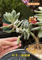 Causes and Solutions for Succulent Leaf Drop (Solving Succulent Leaf Drop Issues for Healthy Plant Growth)