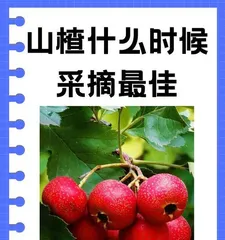 Distinguishing and Characteristics of Haws (Understanding Different Haw Varieties, Savoring a Century of Culture)