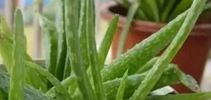 Why do aloe leaves rot? - Exploring the causes and solutions (Understand the causes of rotting aloe leaves and preventive measures to keep your aloe healthy and thriving)