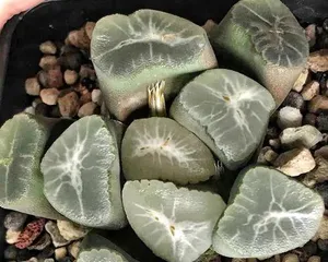 Insertion Analysis (Detailed Explanation of Propagation Techniques for 12-Striped Succulents, Helping Your Plants Root and Grow)
