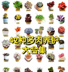 Focusing on the planting techniques of佛朱多肉（Creating a beautiful blooming succulent garden）