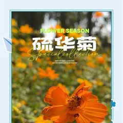 Sulphur Daisy, a perennial precious plant (exploring the varieties, characteristics, and growth habits of Sulphur Daisy)