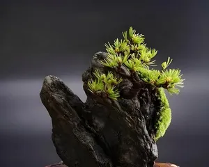 A Display Art Theme of Pot Stones (Creating a Cozy Living Space, Enhancing Home Taste)