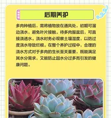 Succulent Plant Seed Planting Guide (Master the Key Steps to Grow Beautiful Succulents)