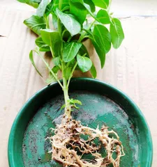 Methods and Precautions for Cleaning Succulent Roots (Master the correct root cleaning technique for succulents to keep plants healthier)
