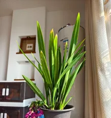 The Unique Charm of Pine Needle Pots (Bringing Nature into Your Home with Green Art)