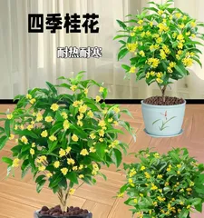 Complete Guide to Growing Osmanthus in Northern Families (How Northern Families Can Successfully Grow Osmanthus)