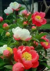 Guangxi Peony Planting (Learn Planting Techniques, Create Garden Beauty)