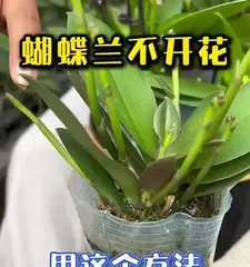 What should I do if my orchid gets soft? (Restoring the health and beauty of orchids)