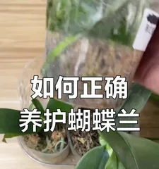 The watering time and techniques for Phalaenopsis orchids (scientific watering to make Phalaenopsis bloom like a painting)