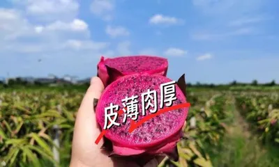 The Nutritional Value and Eating Methods of Red Dragon Fruit Peels (Exploring the Edibility and Nutritional Components of Red Dragon Fruit Peels, Say Goodbye to Waste)