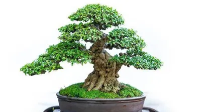 Is it good to grow a Ficus bonsai at home (creating an indoor green space, enhancing life quality)?