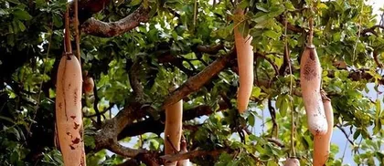Agriculture in Africa (Exploring Africa's major crops and their production)