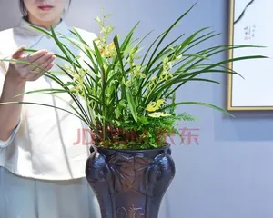 Orchids - the green plant most suitable for the office (improving work efficiency, enhancing environmental quality)