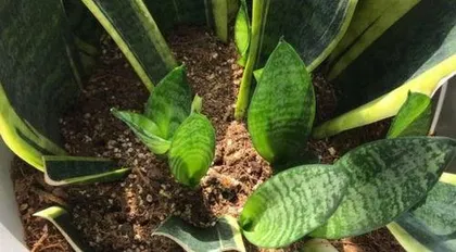 How to handle Sansevieria rooting, comprehensive analysis of Sansevieria rooting techniques