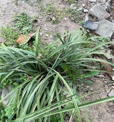 How to grow orchids? (Comprehensive understanding of orchid growth requirements and cultivation techniques)