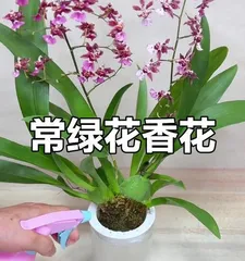 Dream Orchid Flower Pruning Method (The Secret to Creating a Beautiful Garden)
