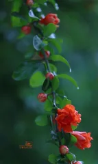 The Language of Farewell Flowers – White Roses (Expressing the deepest heartfelt farewell through the language of flowers)
