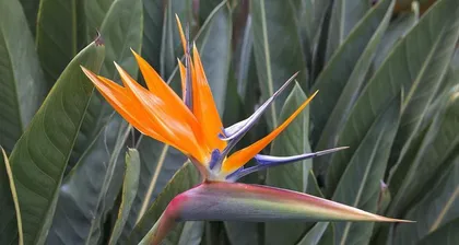 Aloe Vera Pruning Techniques (From Pruning Time to Specific Methods: A Comprehensive Guide on How to Care for Aloe Vera)