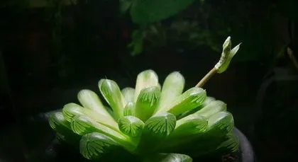 When does Hoya Carnosa bloom, exploring the blooming secrets of Hoya Carnosa